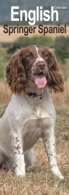 English Springer Spaniel Slim Calendar 2025-9781804605059