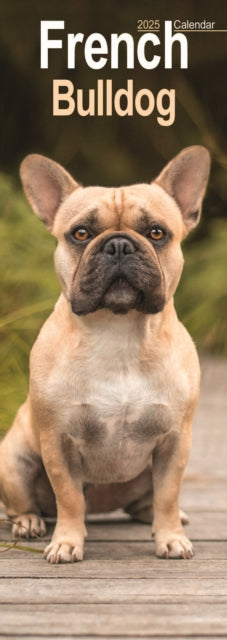 French Bulldog Slim Calendar 2025-9781804605066