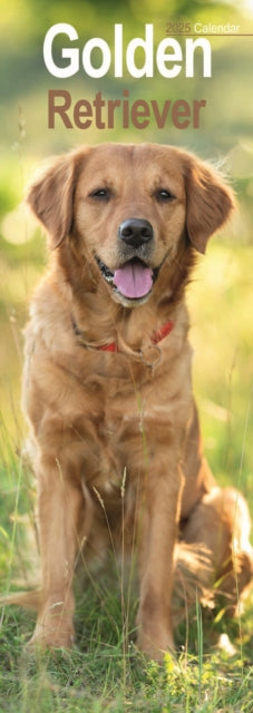 Golden Retriever Slim Calendar 2025-9781804605080