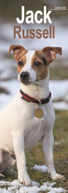 Jack Russell Slim Calendar 2025-9781804605103