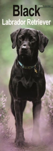 Labrador Retriever Black Slim Calendar 2025-9781804605110
