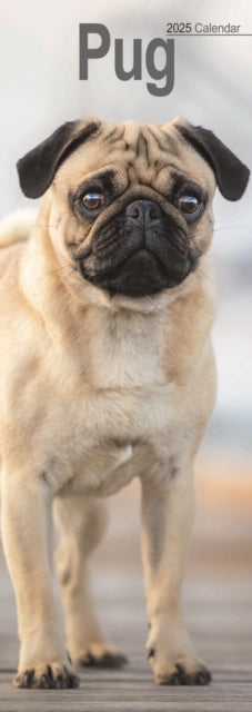 Pug Slim Calendar 2025-9781804605141