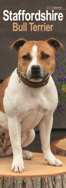Staffordshire Bull Terrier Slim Calendar 2025-9781804605189