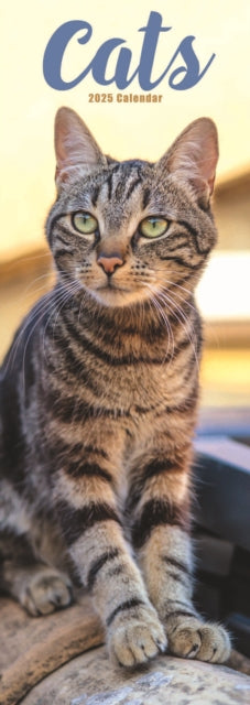 Cats Slim Calendar 2025-9781804605226