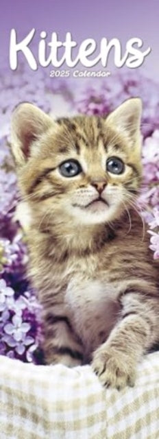 Kittens Slim Calendar 2025  Cute Slimline Calendar - 12 Month-9781804605271