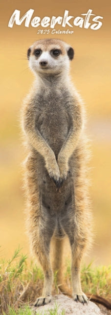 Meerkats Slim Calendar 2025-9781804605288