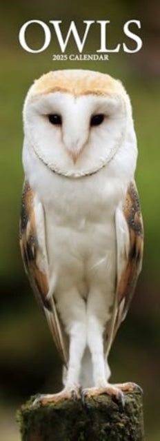 Owls Slim Calendar 2025  Bird Slimline Calendar - 12 Month-9781804605295