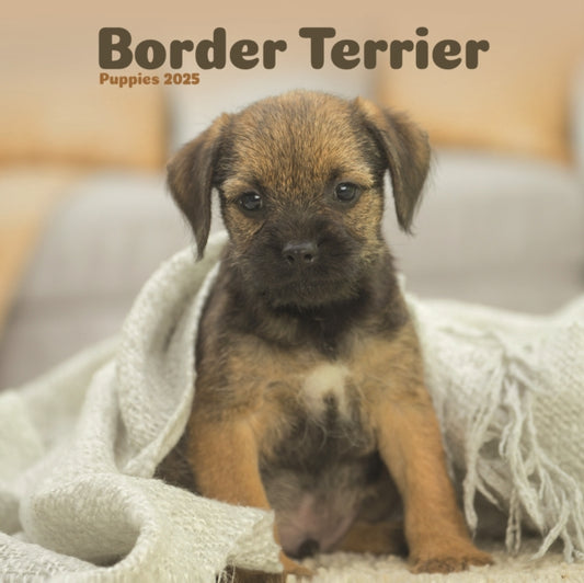 Border Terrier Puppies Square Mini Calendar 2025-9781804605400