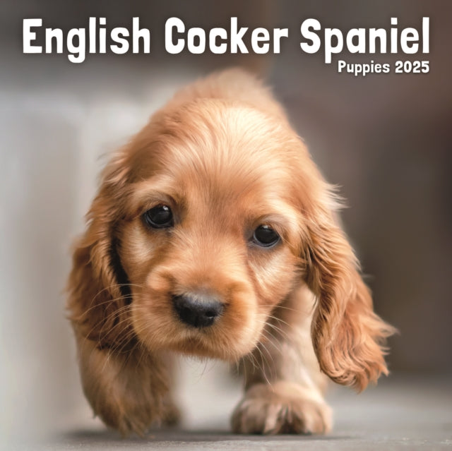 English Cocker Spaniel Puppies Square Mini Calendar 2025-9781804605455