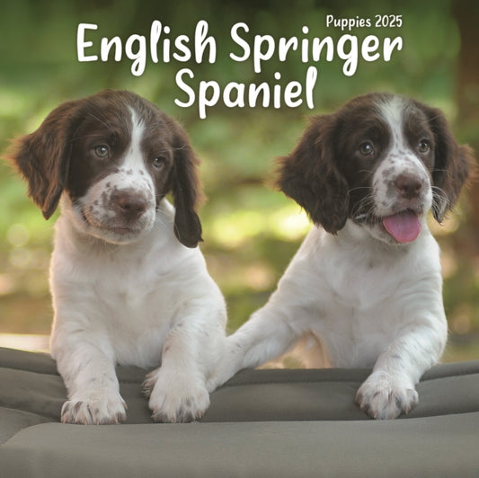 English Springer Spaniel Puppies Square Mini Calendar 2025-9781804605462