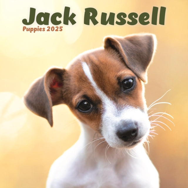 Jack Russell Puppies Square Mini Calendar 2025-9781804605486