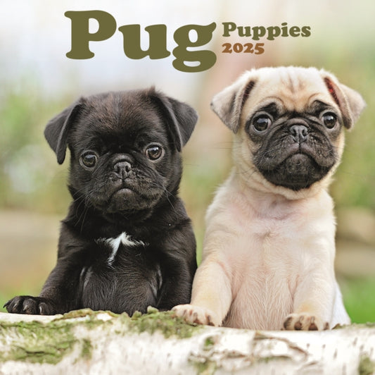 Pug Puppies Square Mini Calendar 2025-9781804605516