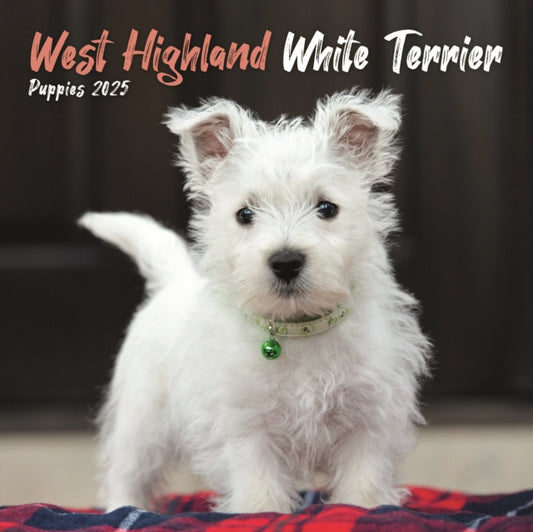 West Highland White Terrier Puppies Square Mini Calendar 2025-9781804605554