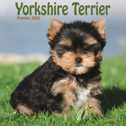 Yorkshire Terrier Puppies Square Mini Calendar 2025-9781804605561
