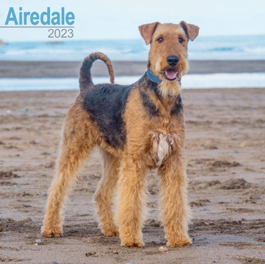 Airedale 2023 Wall Calendar-9781839416620