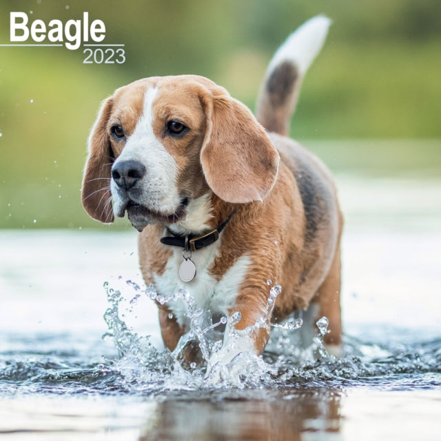 Beagle 2023 Wall Calendar-9781839416729
