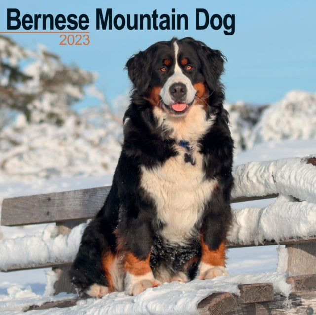 Bernese Mountain Dog 2023 Wall Calendar-9781839416767
