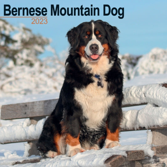 Bernese Mountain Dog 2023 Wall Calendar-9781839416767