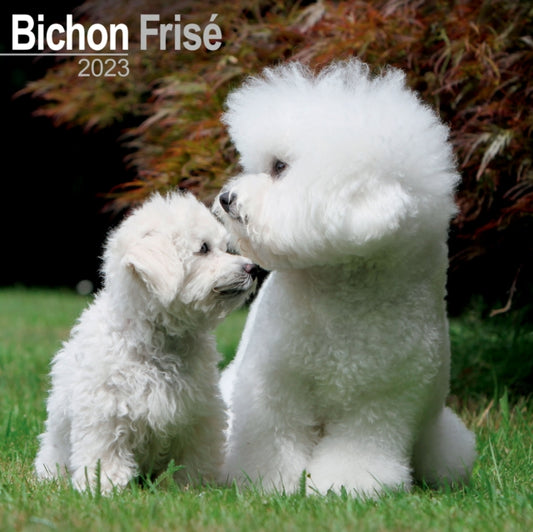 Bichon Frise 2023 Wall Calendar-9781839416774