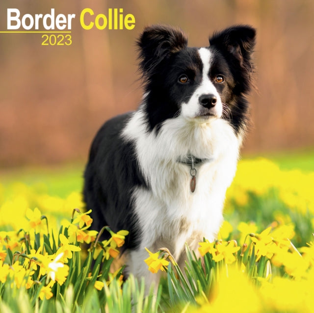 Border Collie 2023 Wall Calendar-9781839416781
