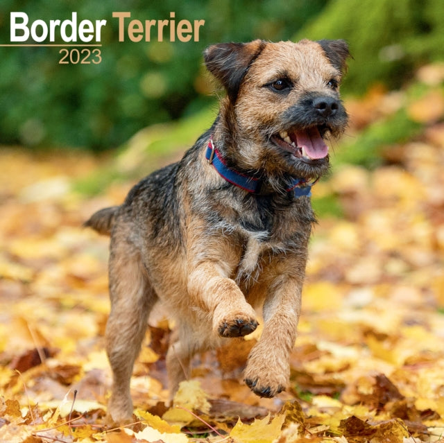 Border Terrier 2023 Wall Calendar-9781839416798