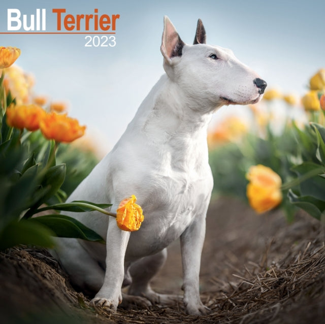 Bull Terrier 2023 Wall Calendar-9781839416866