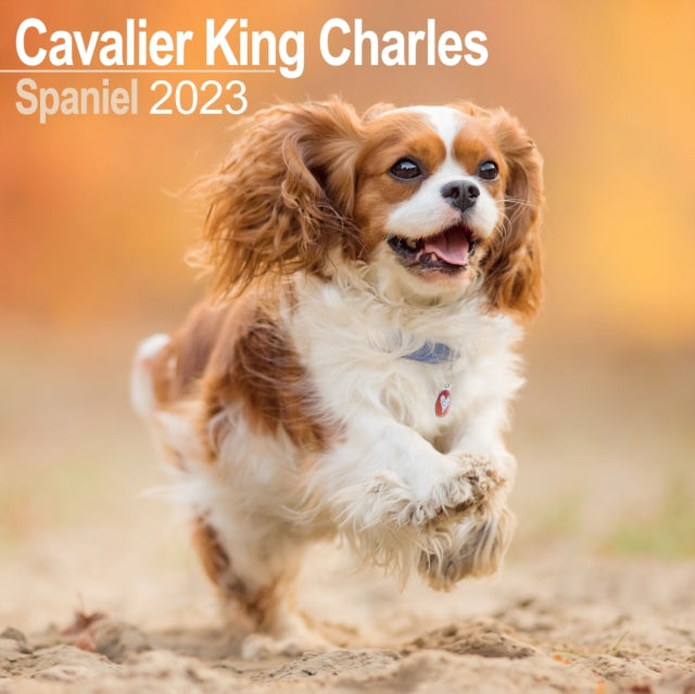 Cavalier King Charles Spaniel 2023 Wall Calendar-9781839416897