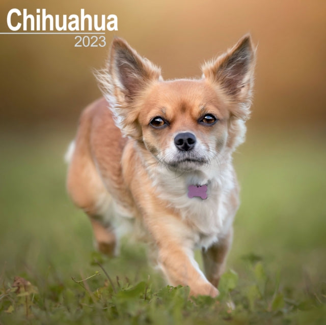 Chihuahua 2023 Wall Calendar-9781839416910