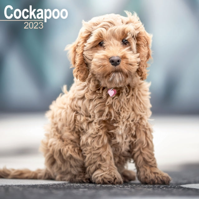 Cockapoo 2023 Wall Calendar-9781839416934