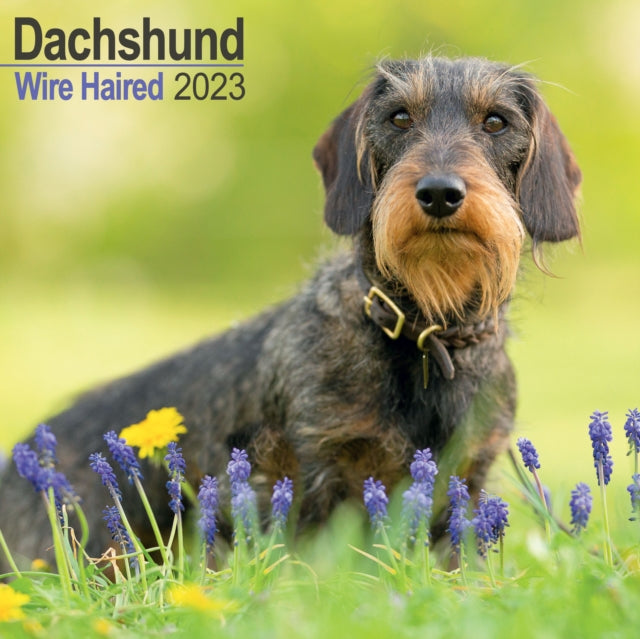 Wirehaired Dachshund 2023 Wall Calendar-9781839416989