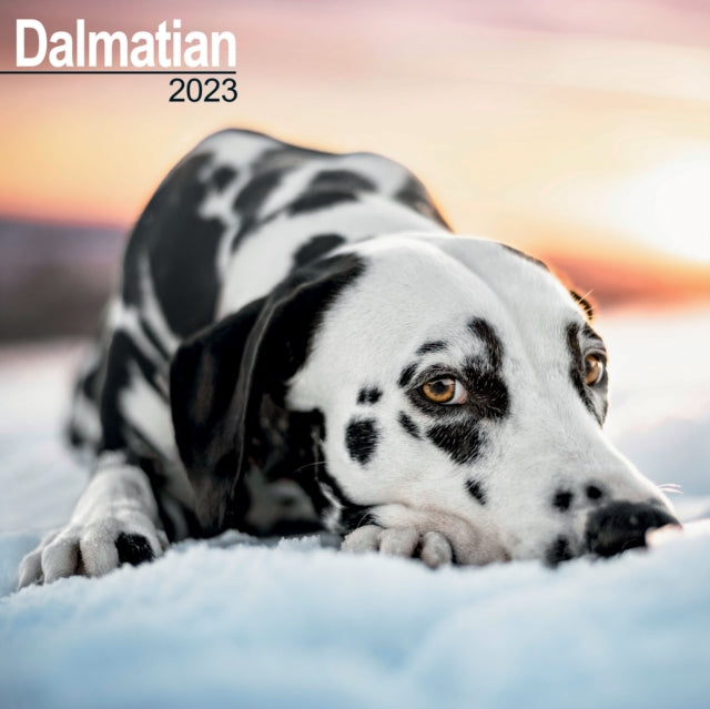 Dalmatian 2023 Wall Calendar-9781839416996