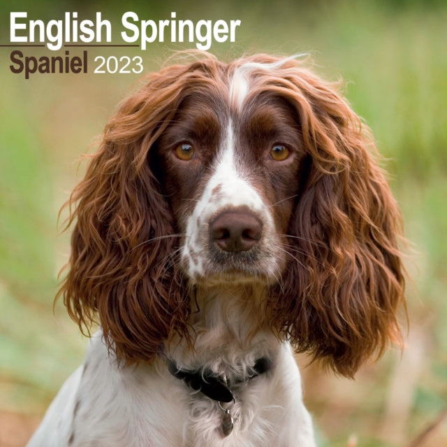 Eng Springer Spaniel (Euro) 2023 Wall Calendar-9781839417054