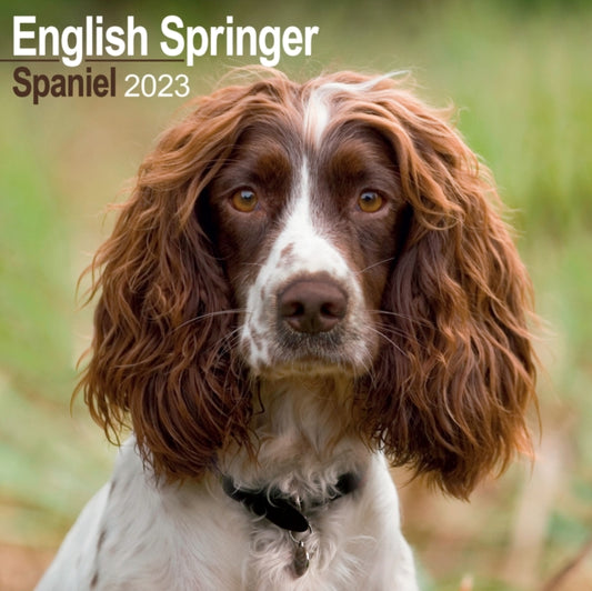Eng Springer Spaniel (Euro) 2023 Wall Calendar-9781839417054
