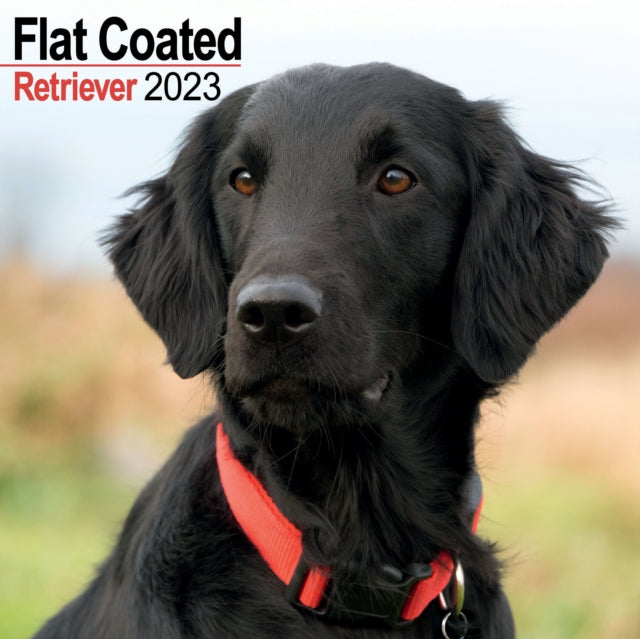 Flatcoated Retriever 2023 Wall Calendar-9781839417078