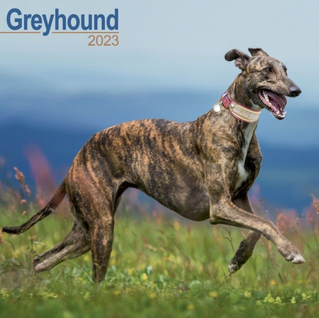 Greyhound 2023 Wall Calendar-9781839417177