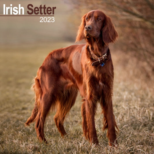 Irish Setter 2023 Wall Calendar-9781839417184
