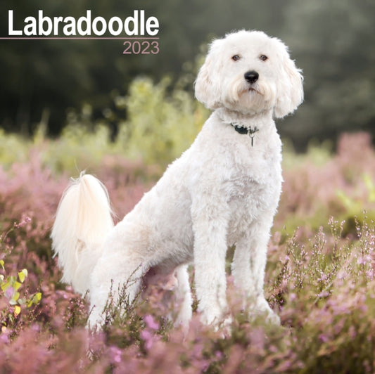 Labradoodle 2023 Wall Calendar-9781839417238