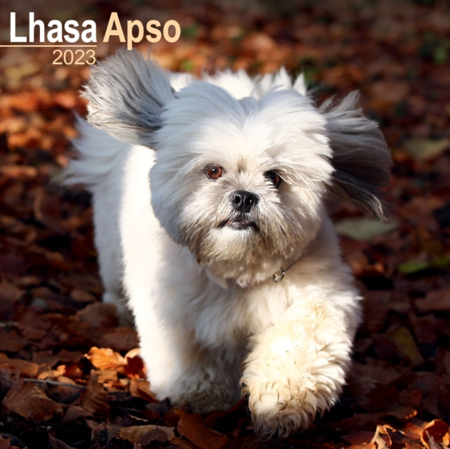 Lhasa Apso 2023 Wall Calendar-9781839417283