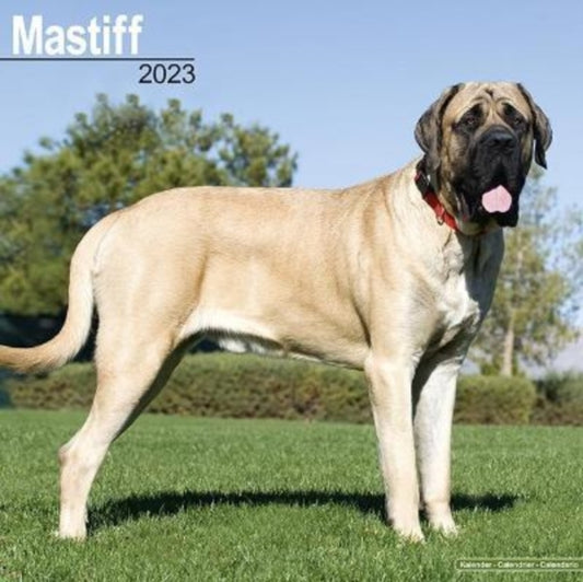 Mastiff  2023 Wall Calendar-9781839417313