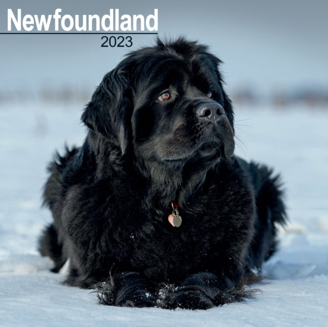 Newfoundland 2023 Wall Calendar-9781839417337