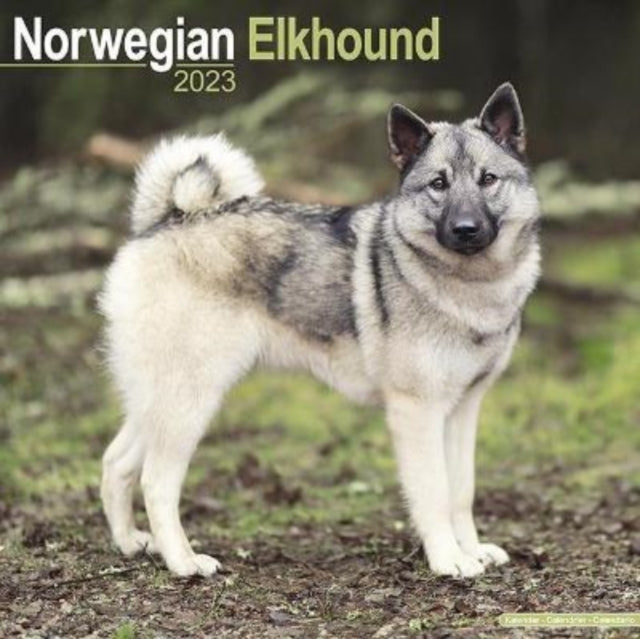 Norwegian Elkhound 2023 Wall Calendar-9781839417344