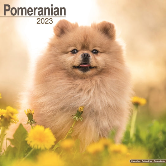 Pomeranian 2023 Wall Calendar-9781839417412