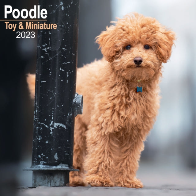 Poodle (Toy & Miniature) 2023 Wall Calendar-9781839417436