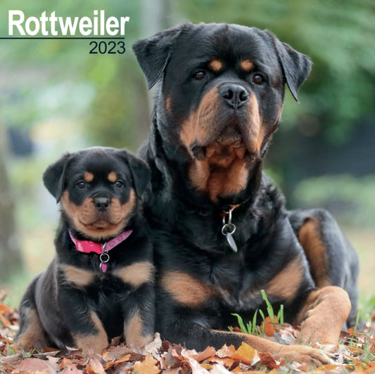 Rottweiler 2023 Wall Calendar-9781839417474