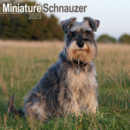 Schnauzer Miniature 2023 Wall Calendar-9781839417528