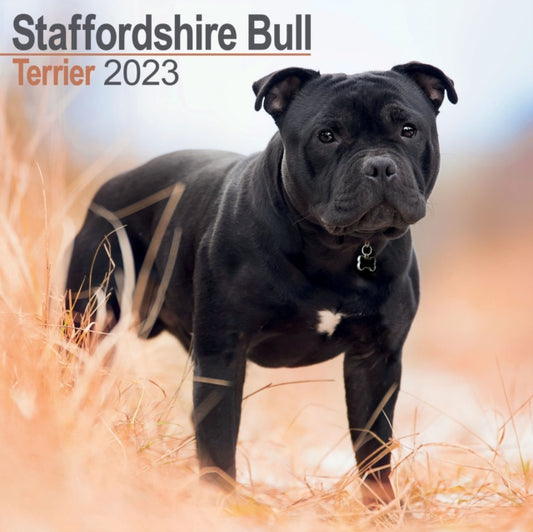 Staffordshire Bull Terrier 2023 Wall Calendar-9781839417610