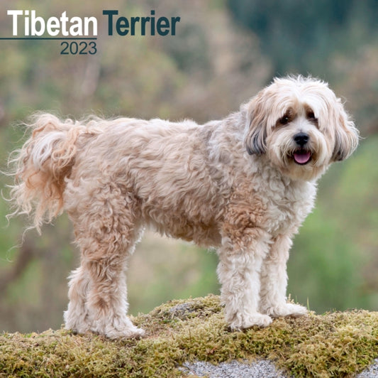 Tibetan Terrier 2023 Wall Calendar-9781839417627