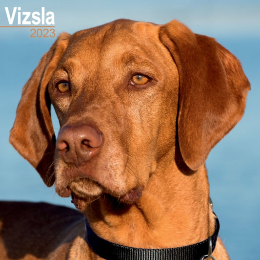 Vizsla 2023 Wall Calendar-9781839417634