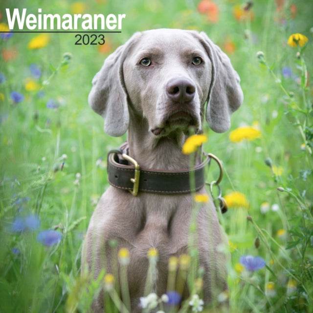 Weimaraner 2023 Wall Calendar-9781839417641