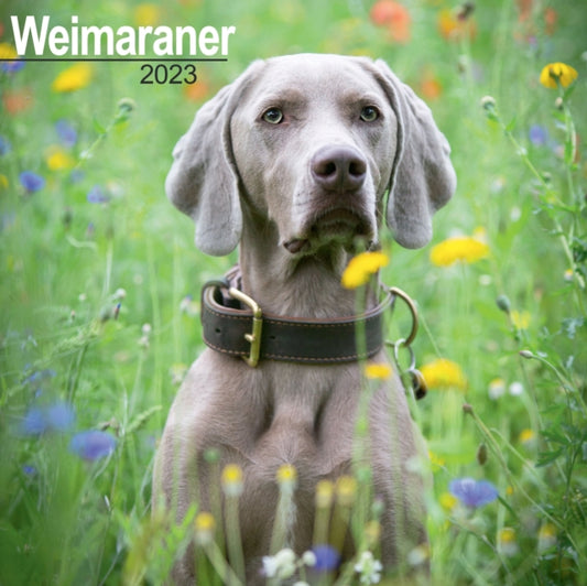 Weimaraner 2023 Wall Calendar-9781839417641